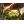 Myrmes